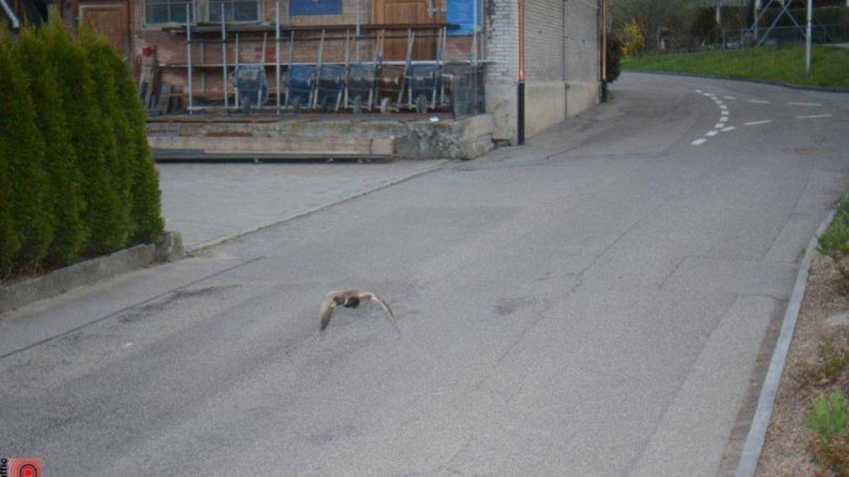 amenda_viteza_26498800