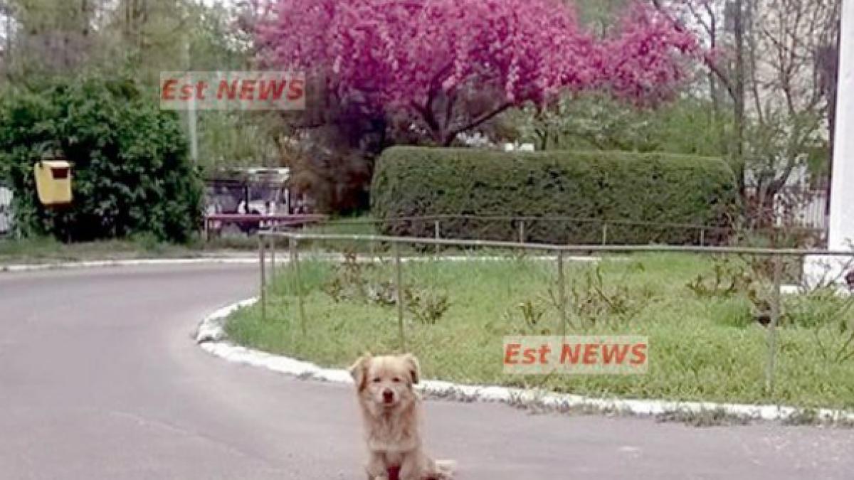 capturaprc-ccprc-86_de_ecran_din_2018_04_23_la_17_34_53_12755000