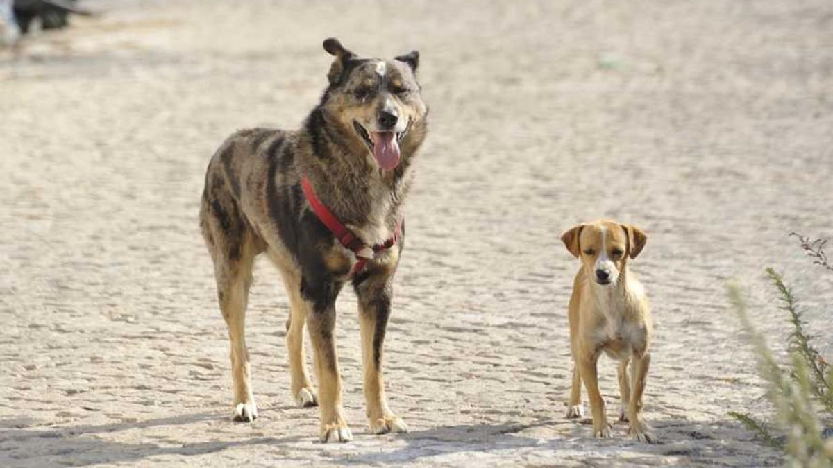 caini_strada_comunitari_87515700