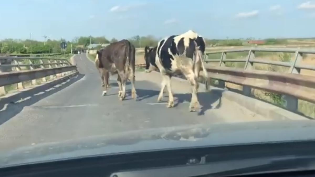 vaci_celentano_intalnire_35362500