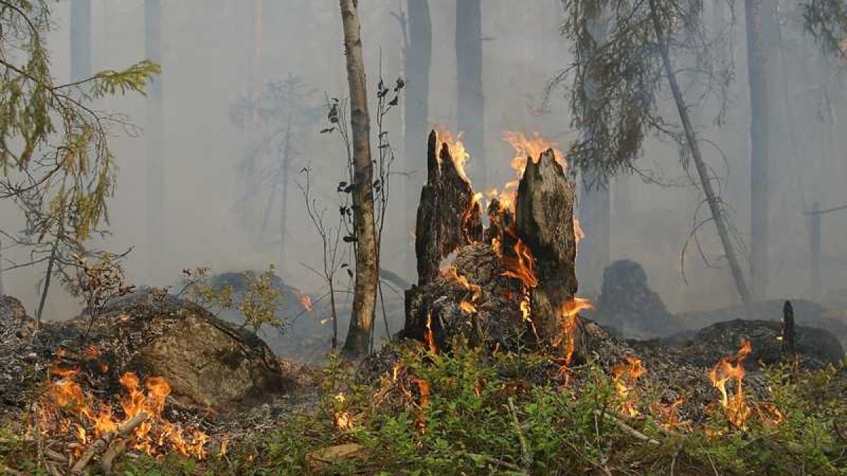 incendiu_padure_mic_71216200