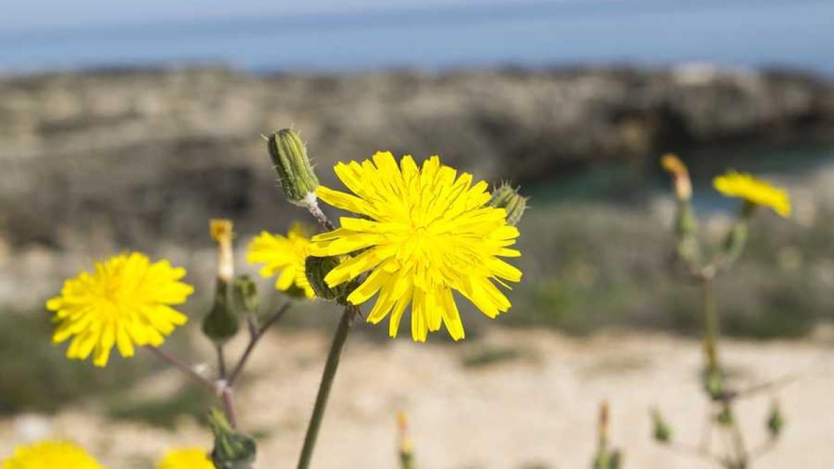 papadie_floare_soare_68867200