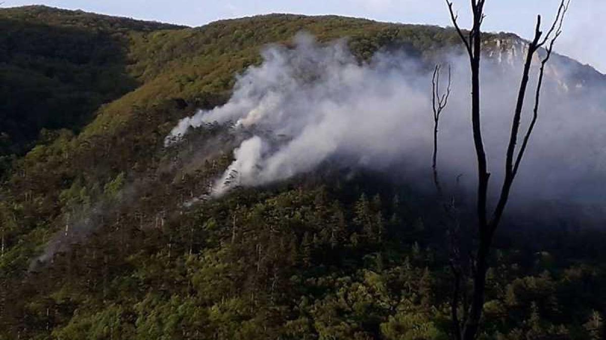 incendiu_domogled_73496800