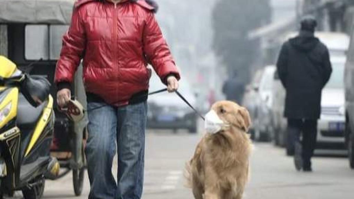 galben_cu_caine_poluati_70079000