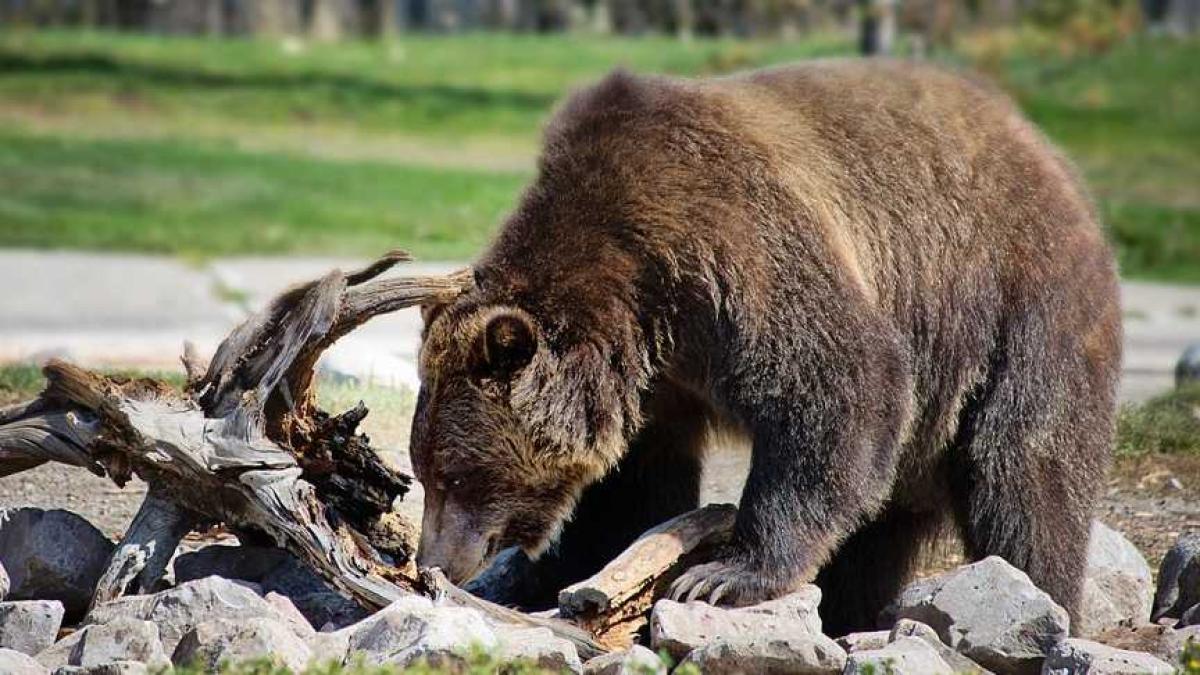 urs_padure_foame_75481600