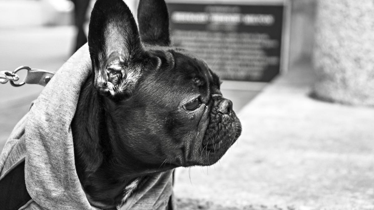 bulldog_francez_69300500