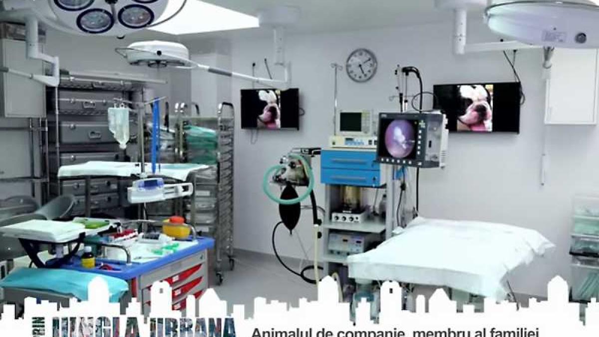 cabinet_veterinar_84966400