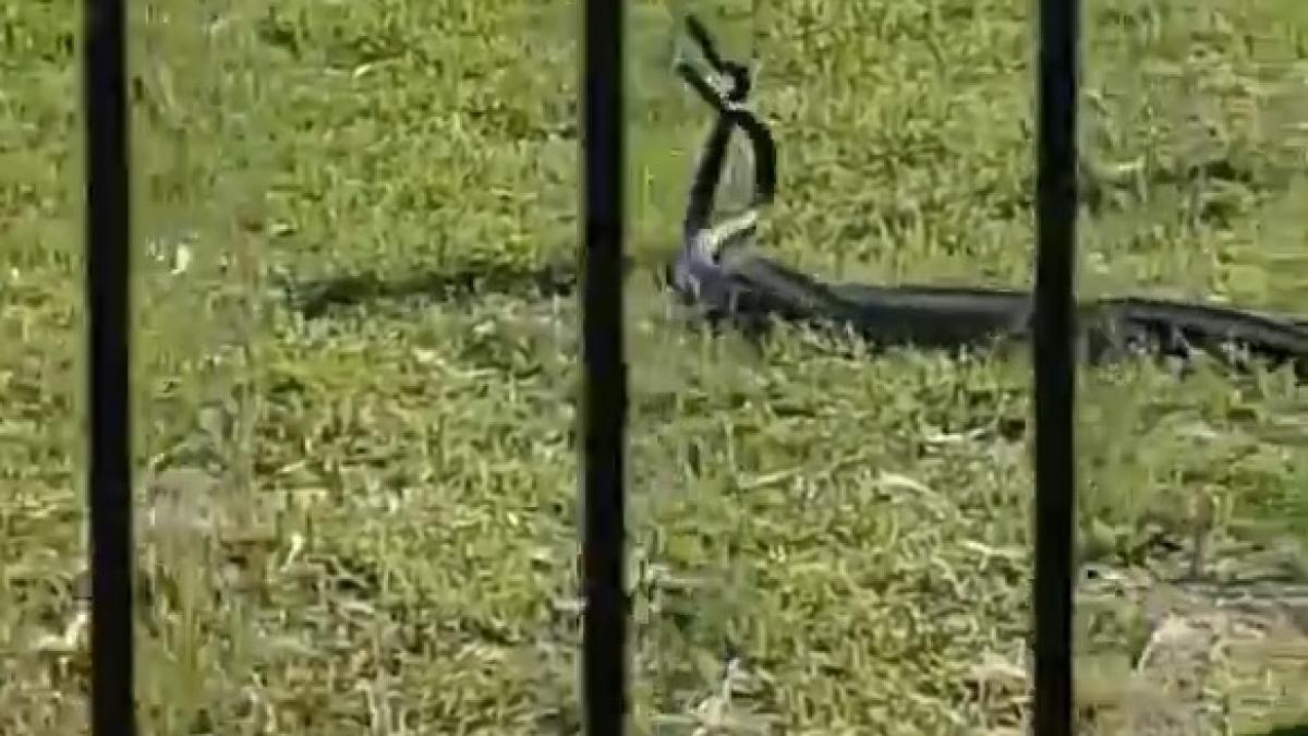 serpi_in_parc_55328000