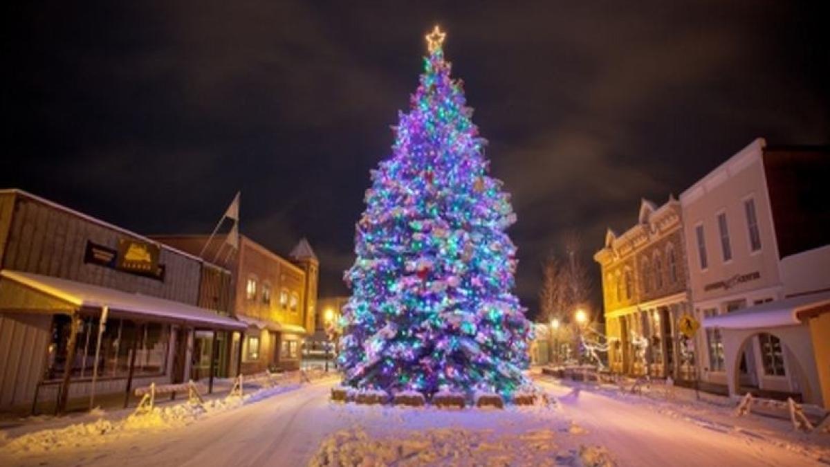 brad_craciun_800x445_12885100