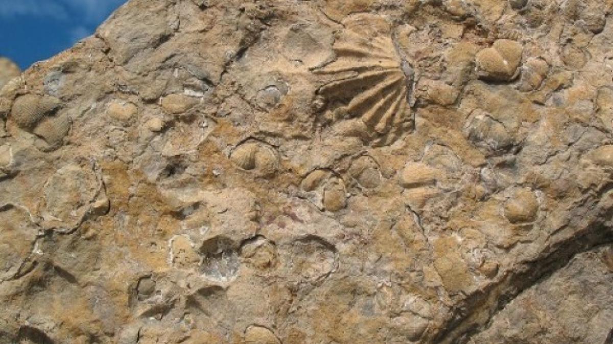 fosile_extinctie_39903400