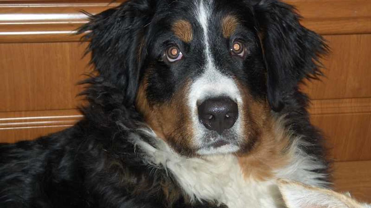 caine_caini_berner_17595800