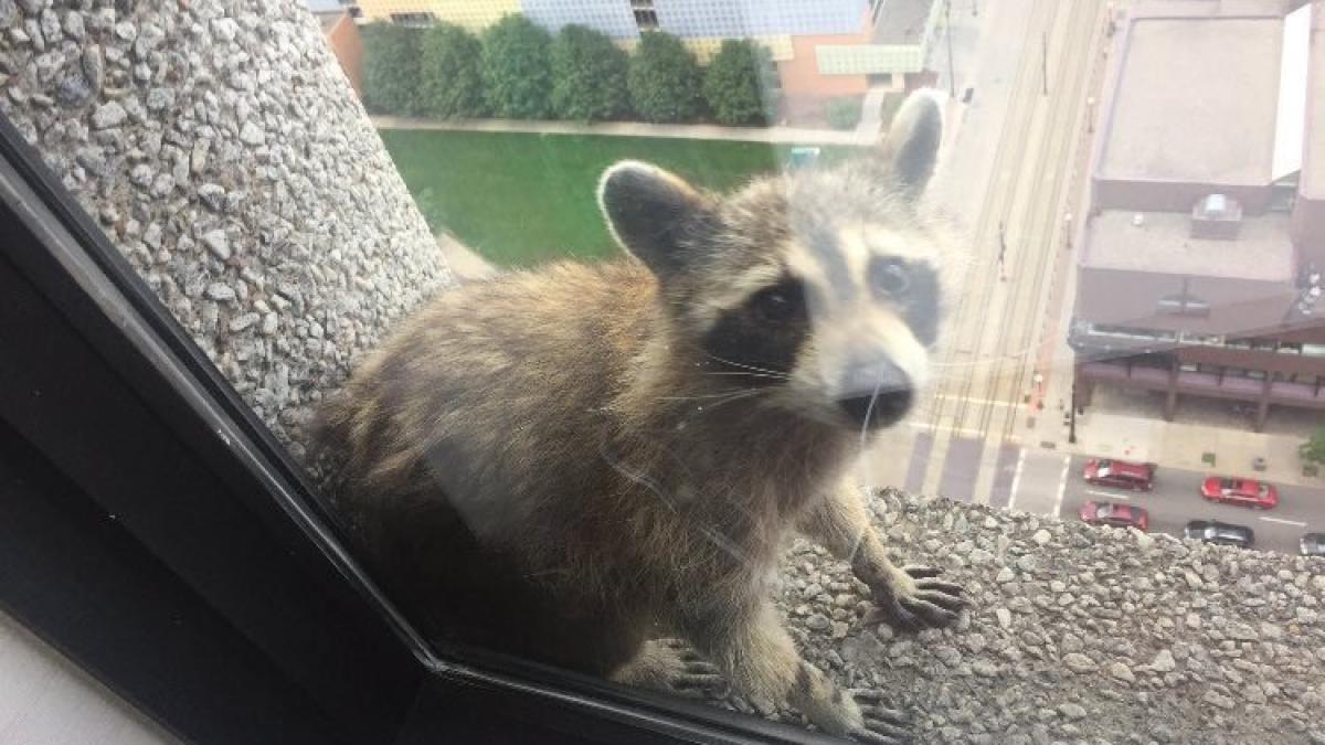 ratonul_catarator_20944100