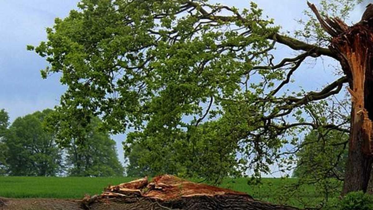 furtuna_copac_88085500