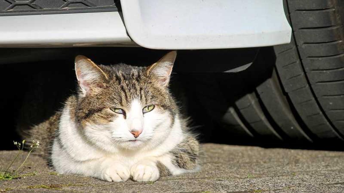 pisica_masina_cauciuc_79760400