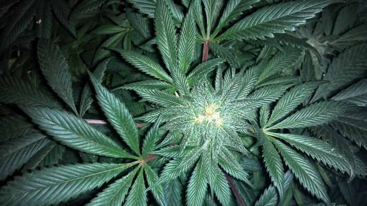 cannabis_planta_88625600