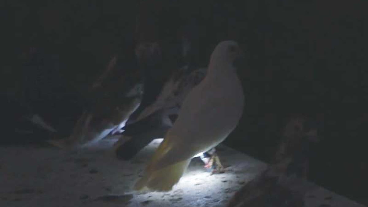 porumbei_led_79133900