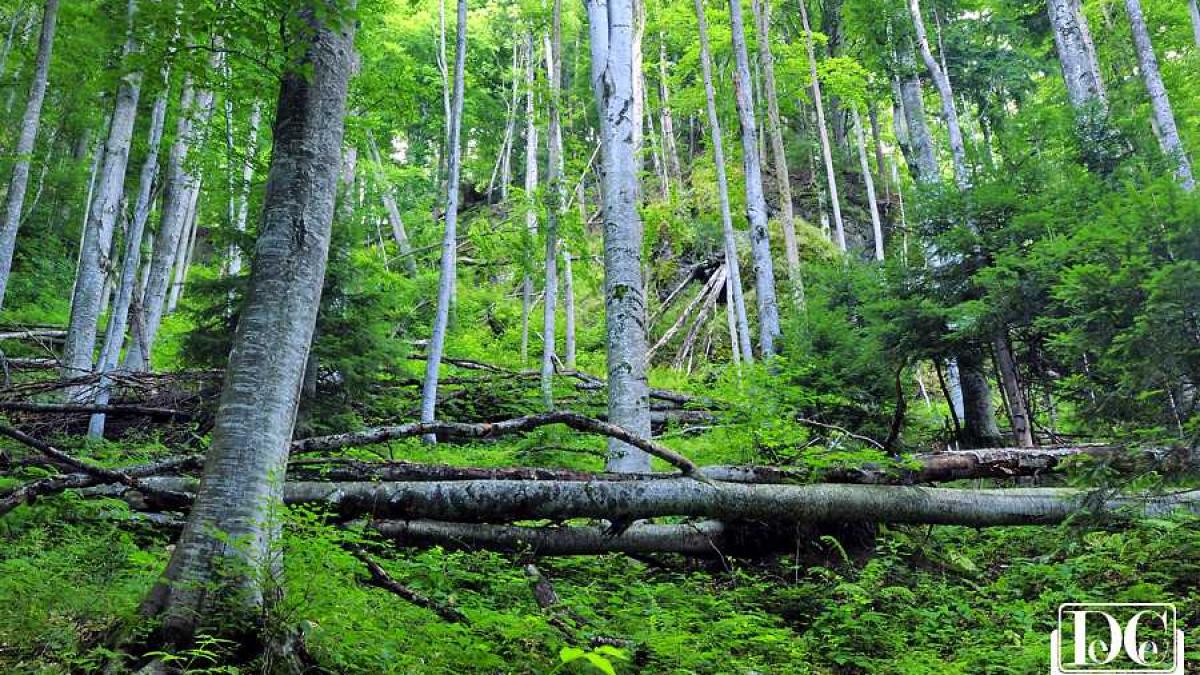 padure_virgina_carpati_76640600