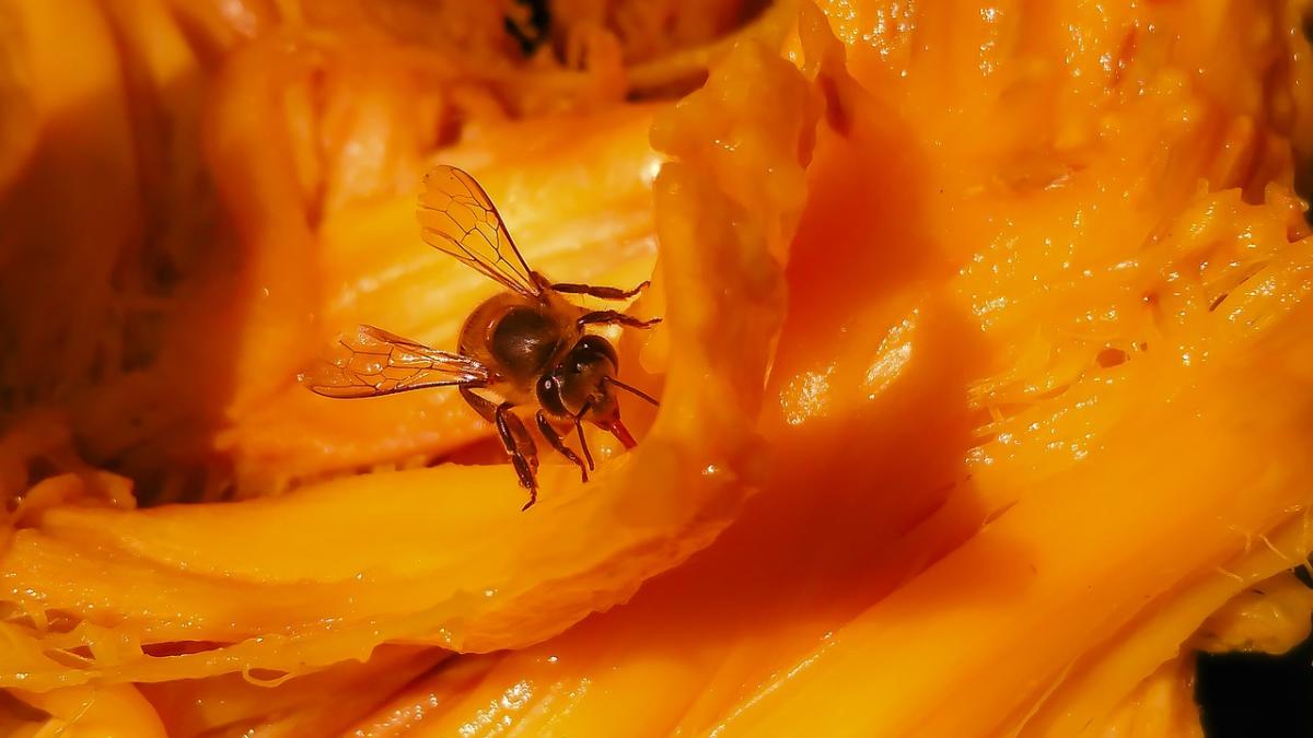 honey_bee_2283544_1280_71145400