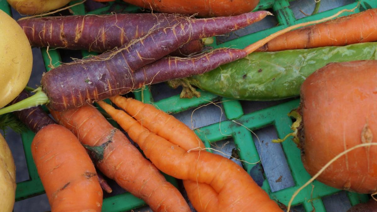 legume_deformate_02428100