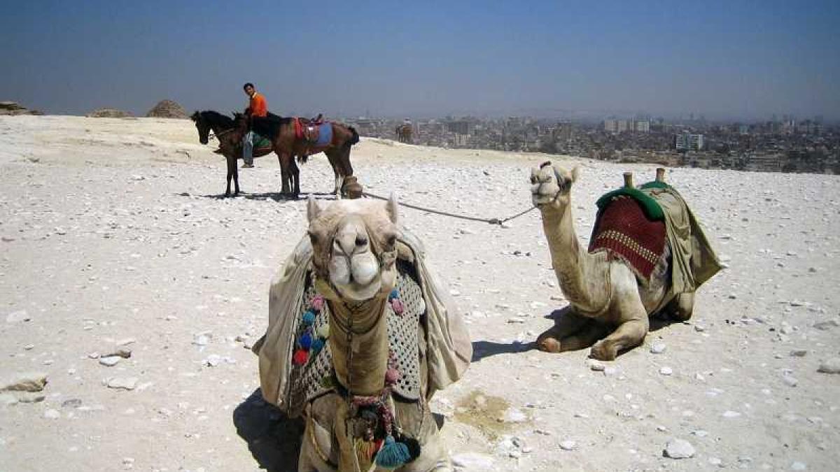 camile_arabi_08690500