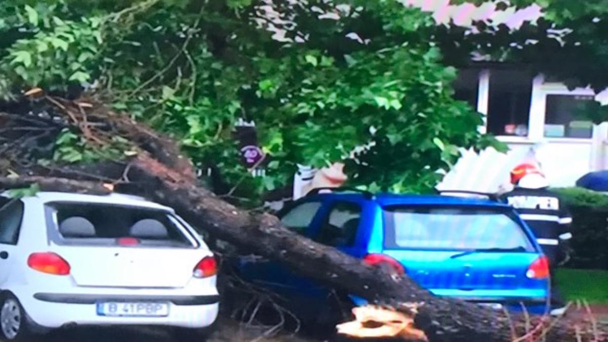 copaci_daramati_22779400