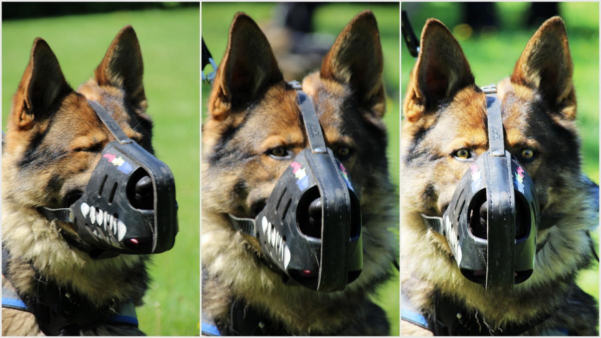 max__jandarmeria_bucuresti_83872900