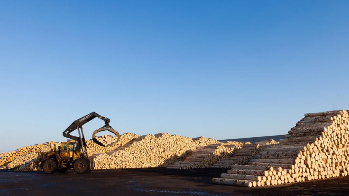 patru_directori_ai_holzindustrie_schweighofer_cercetati_de_diicot_90109800