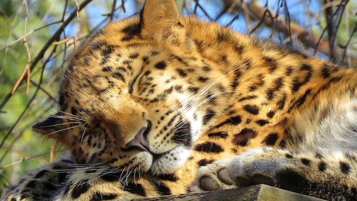 leopard_amur_25903200