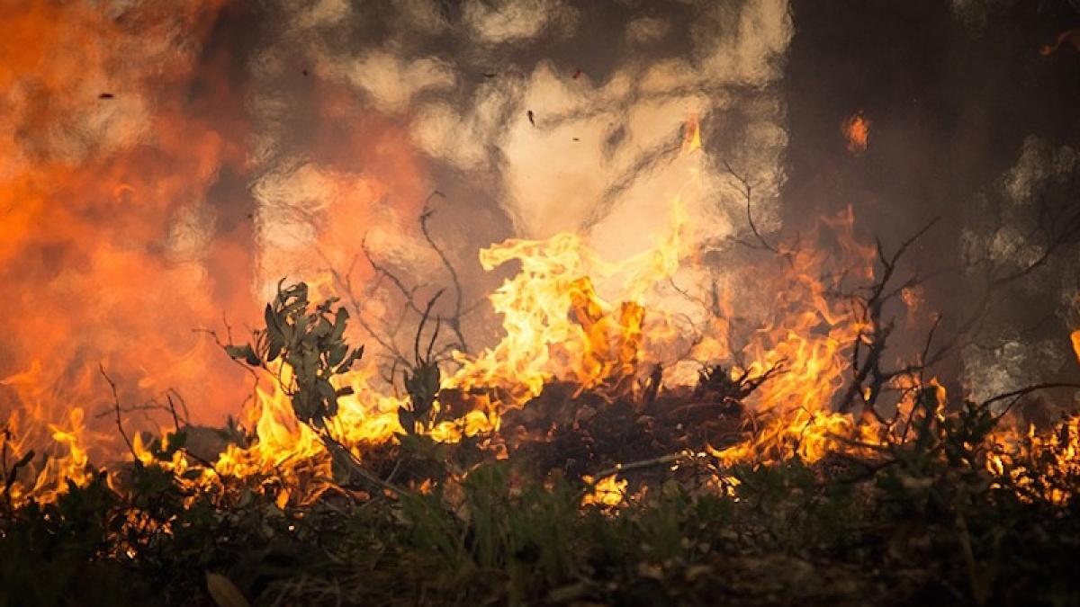 incendiu_padure_80424800