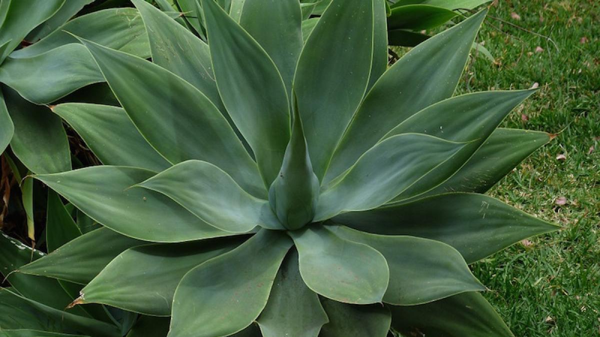 agave_mitis_02026300