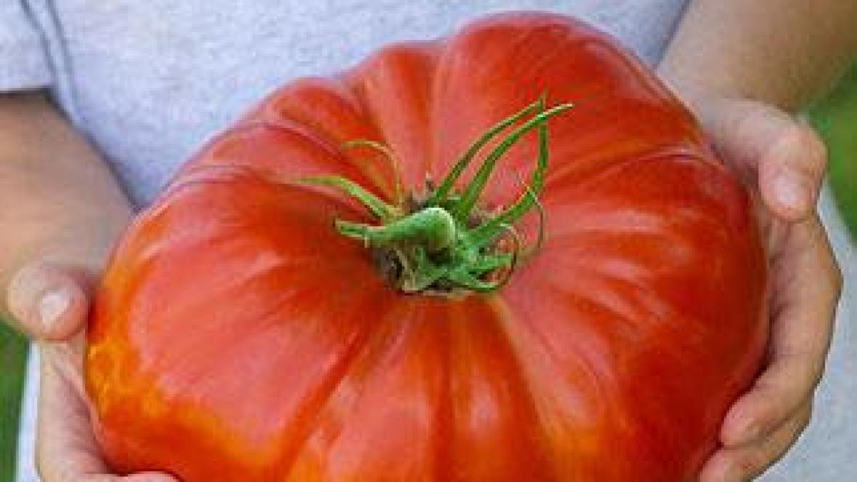 cea_mai_mare_rosie_din_romania_64916600