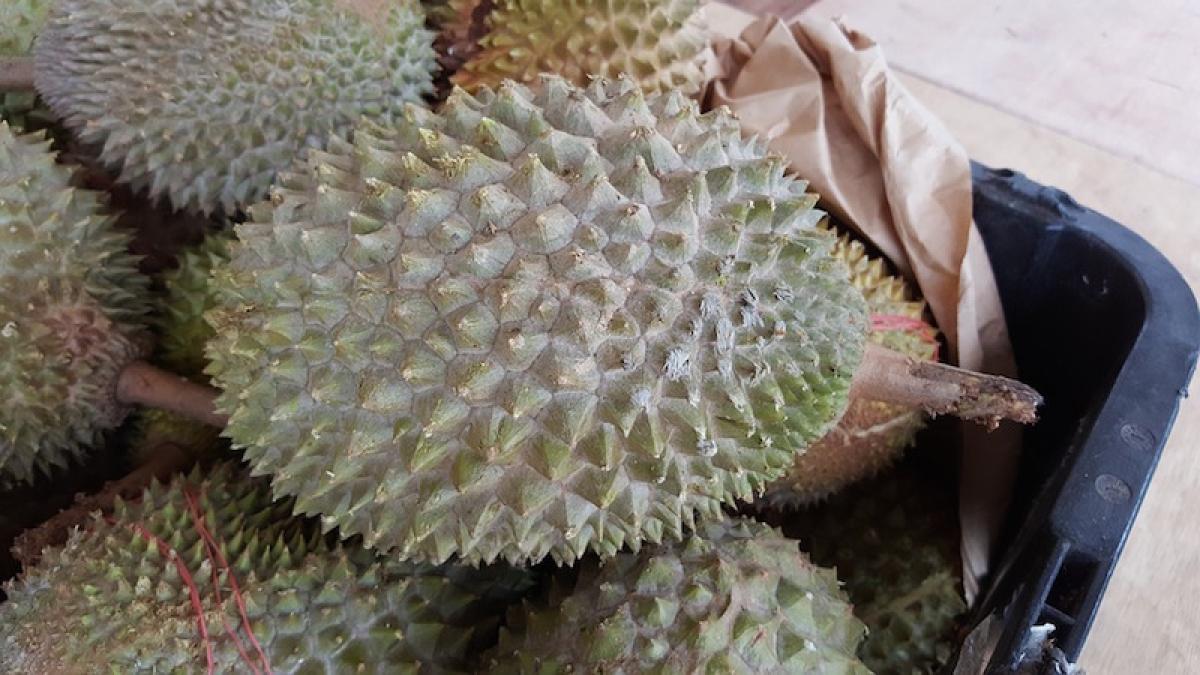 durian_23406500