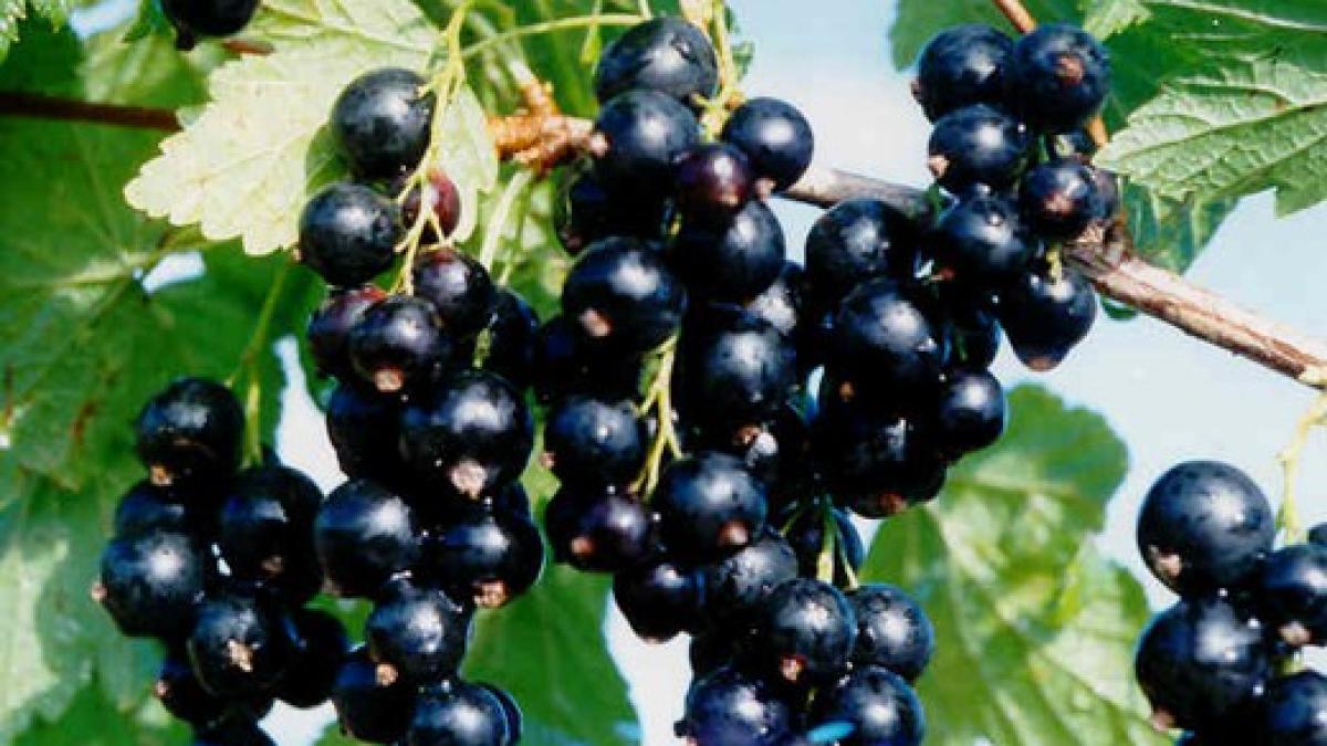 coacaze_negre_35859900