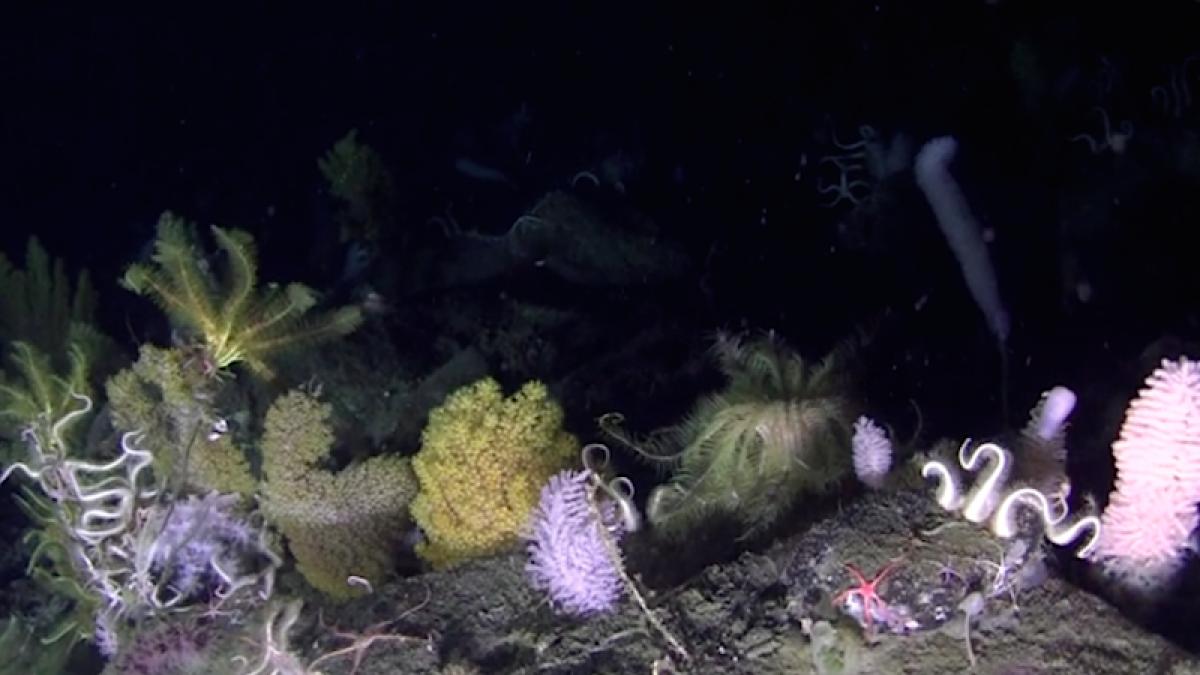 antarctica_sub_apa_21833900