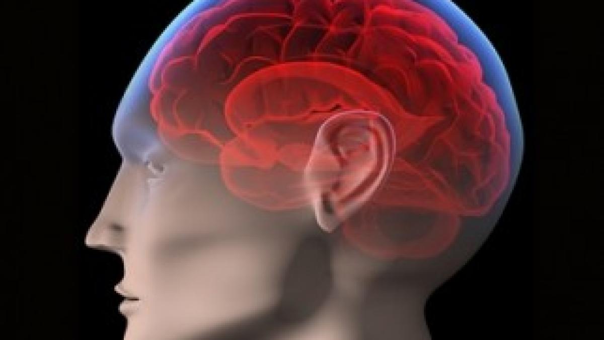 creier-uman-shutterstock