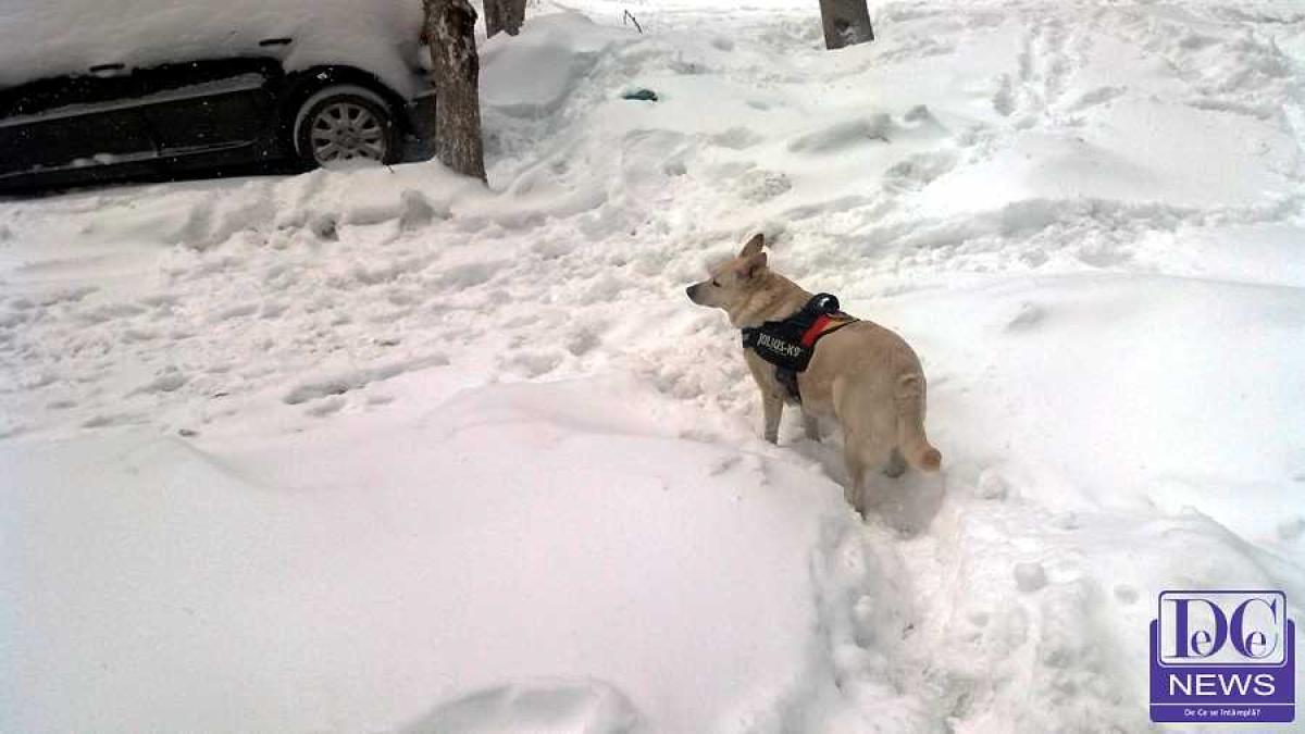 zapada_iarna_caine_02_43968500