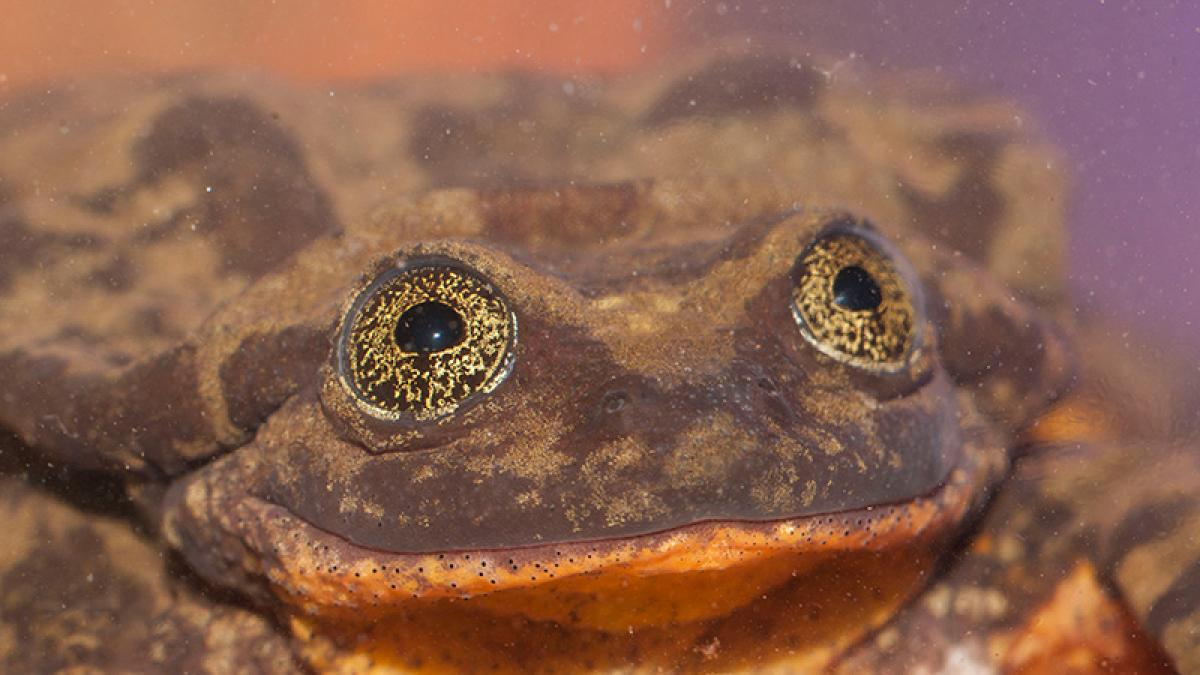 romeo_broasca_12659700