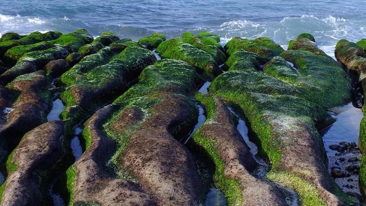 mare_oceanalge_01543500