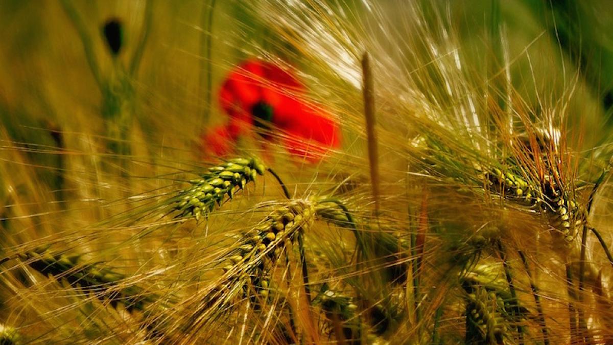 agricultura_maci_grau_61760200