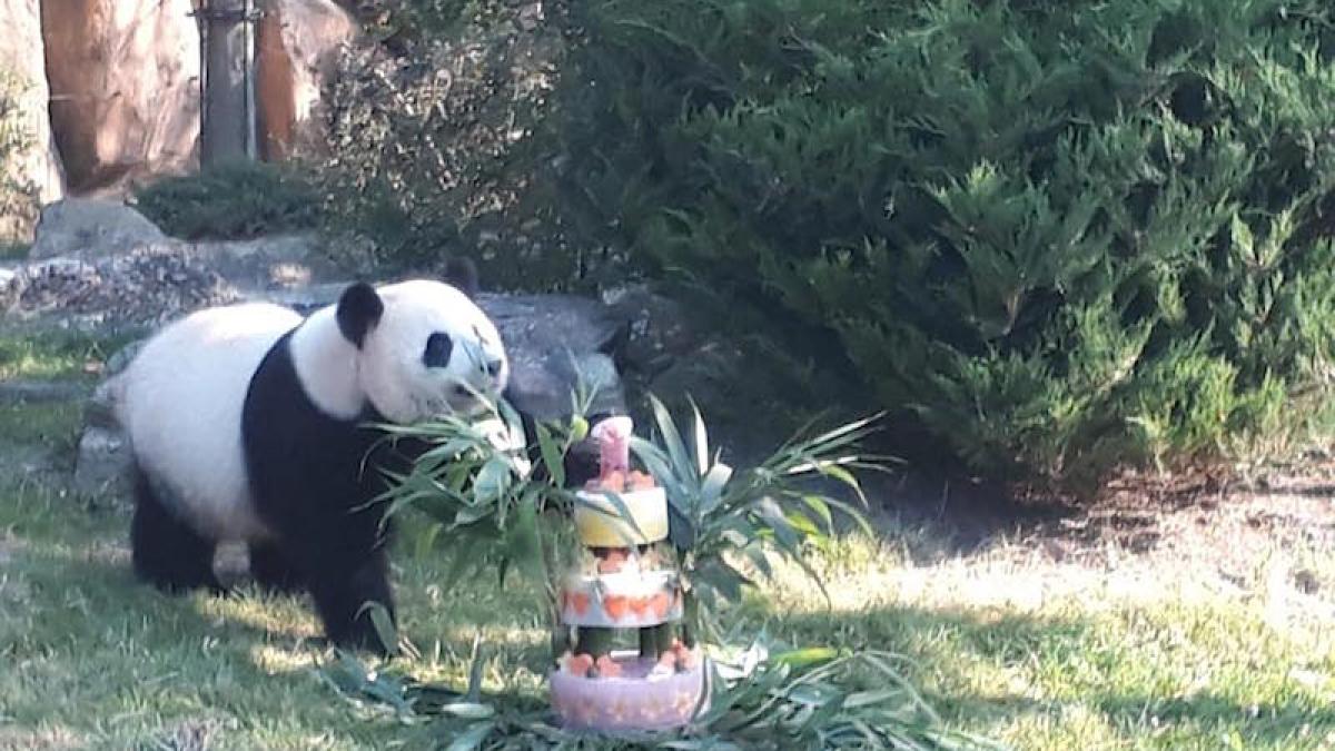 panda_yuang_franta_41241100