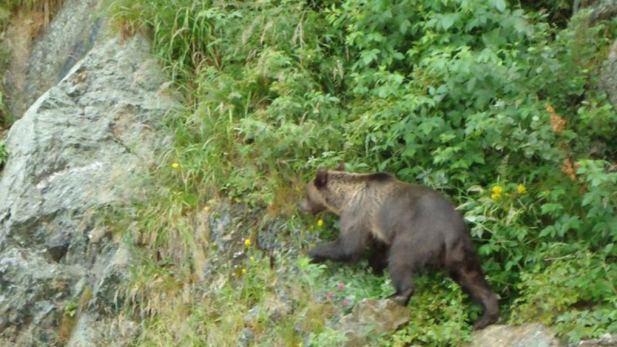 urs_carpati_29237500