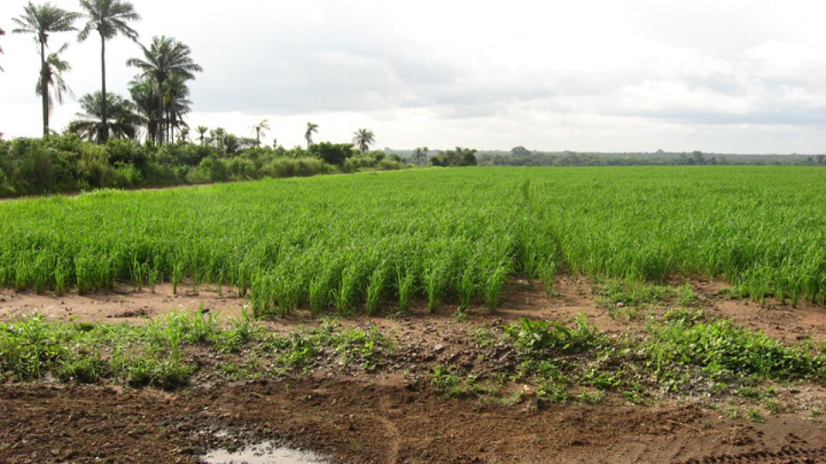 teren_agricol_africa_97936500