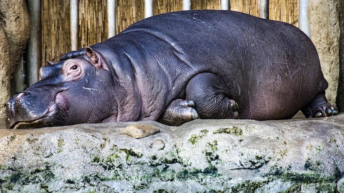 hipopotam_captiv_12721100