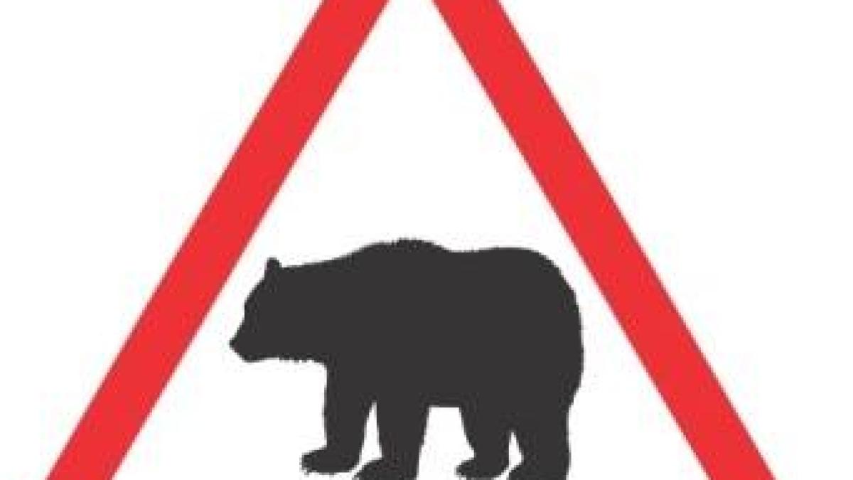 atentie_ursi_30777200