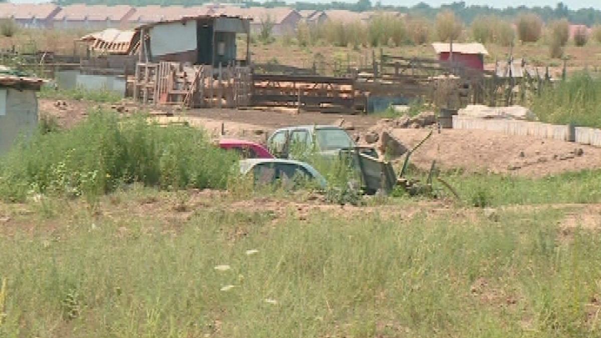 pesta_porcina_87649500