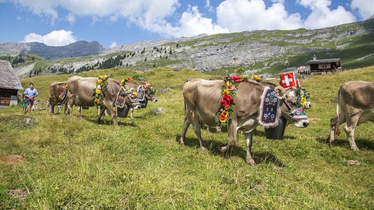 vaci_elvetia_fermieri_94684700