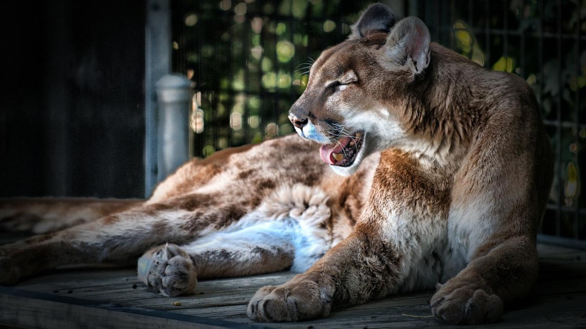 cougar_166712_1280_11133700