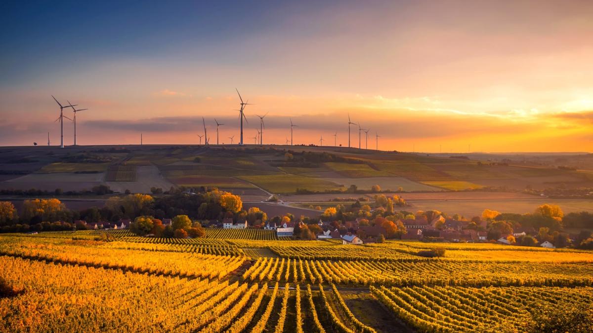 porumb_ferme_06909200