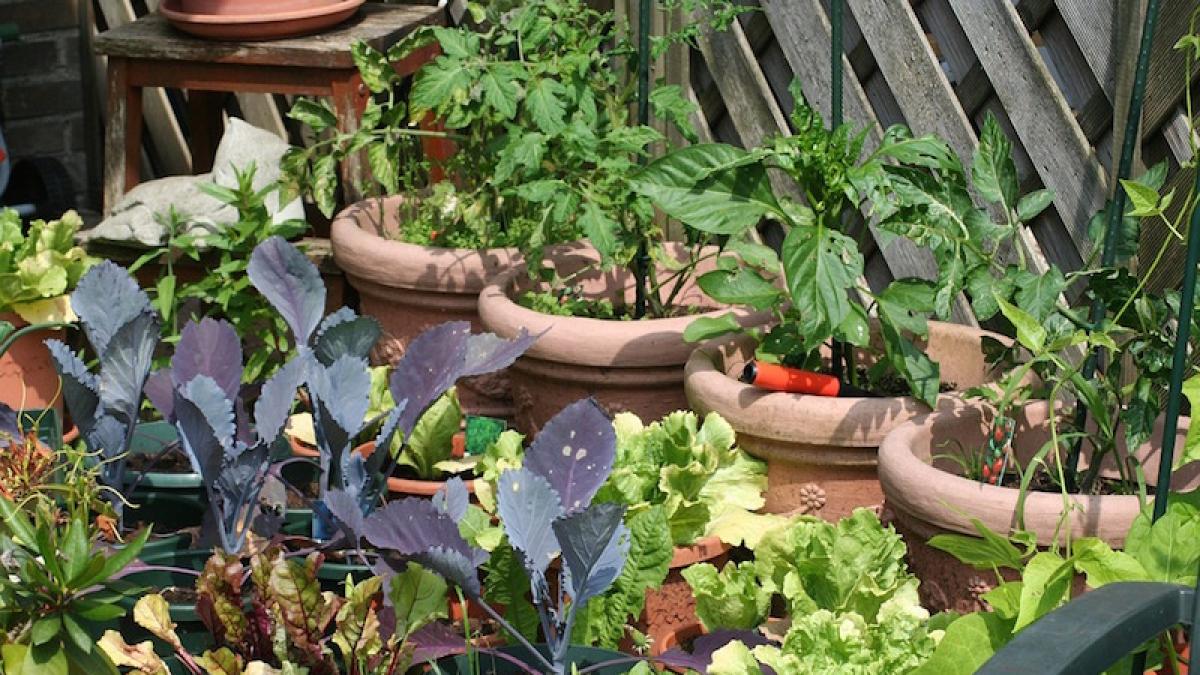 gradina_zarzavat_mancare_37668400