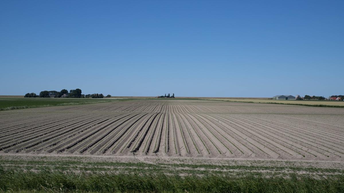 legumicultura_08073800